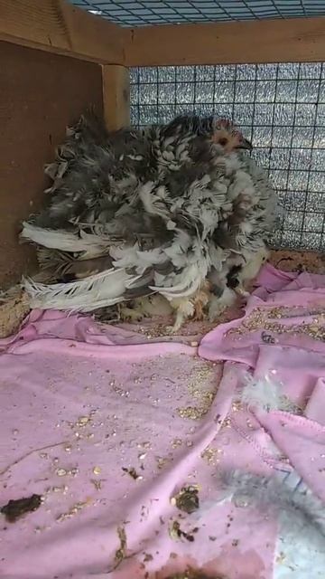 Шишка вывела цыплят 🐤 смотреть онлайн