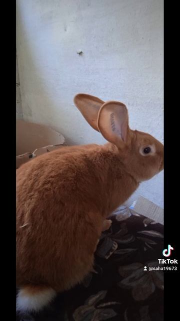 #кролики#бургунские#краснодарский край смотреть онлайн