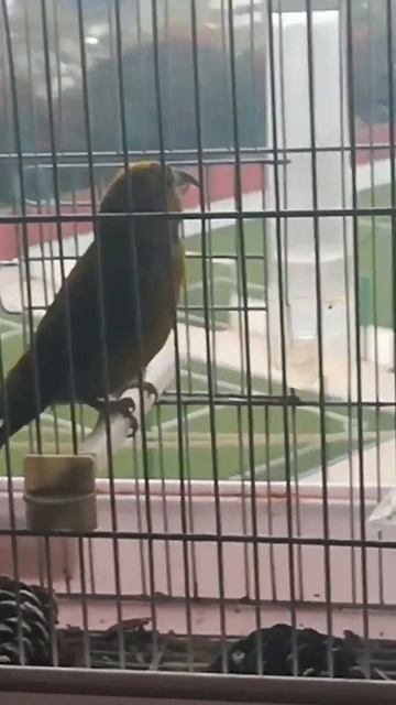 طائر الهزار... смотреть онлайн