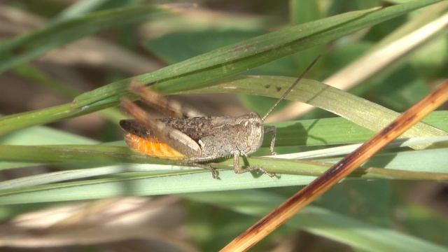 Penumbra Grasshopper Chorthippus vagans, singing male смотреть онлайн