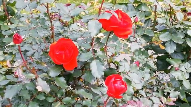 Москва. День 2. смотреть онлайн