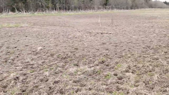 Подсев райграса пастбищного на 