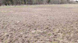 Подсев райграса пастбищного на "убитом" пастбище. Апрель 2024 г.