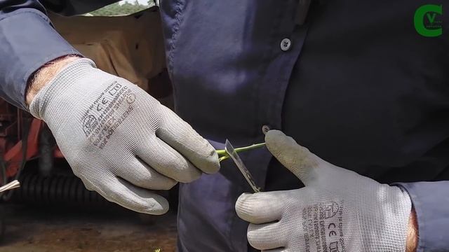 Innesto del limone. Ecco come innestare il limone e gli altri agrumi in maniera infallibile смотреть онлайн