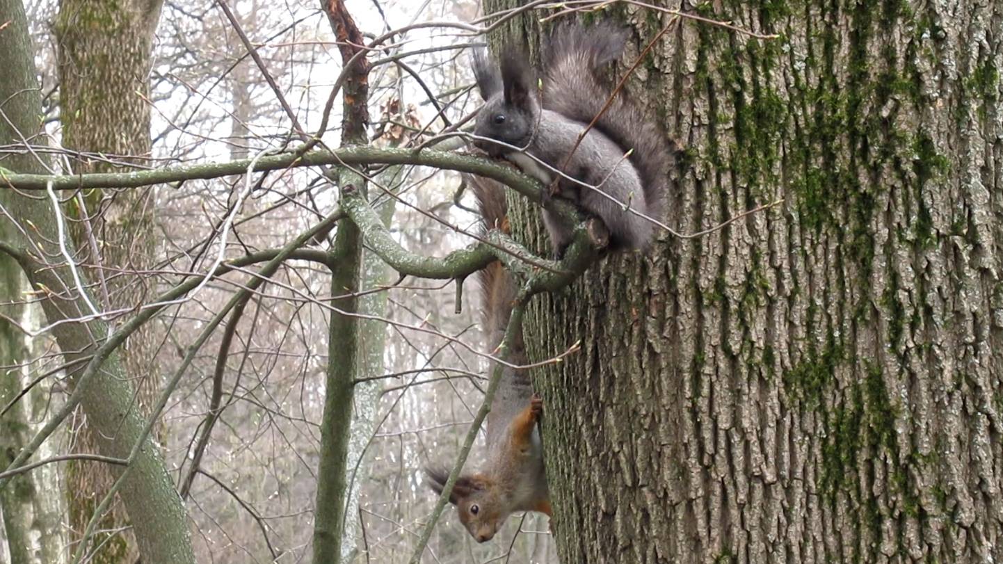 Чёрная белка и рыжая белка сражаются за территорию смотреть онлайн