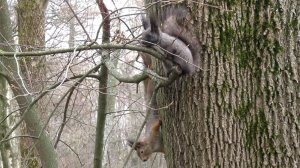 Чёрная белка и рыжая белка сражаются за территорию