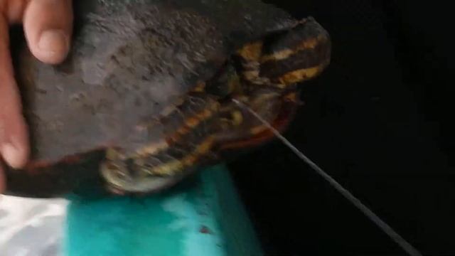 Longline fishing Trachemys (scripta) emolli 2 22 may 2014 Lake Nicaragua смотреть онлайн