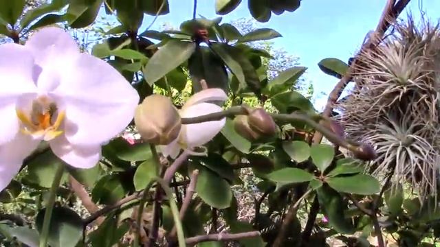 Puerto Vallarta Botanical Garden (3/5) - Rhododendron House смотреть онлайн