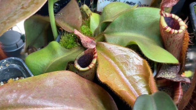 Nepenthes grow tent mid July update смотреть онлайн