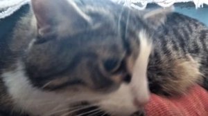 Кот греется на батарее