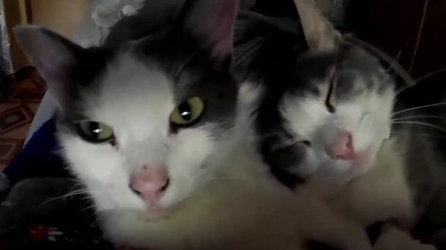 МАМА КОШКА И КОТЕНОК смотреть онлайн