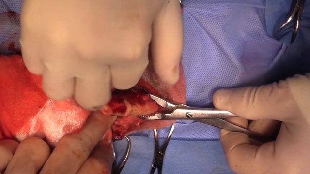 Live stream - rostral mandibulectomy in a dog with oral SCC смотреть онлайн