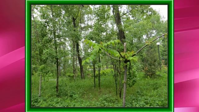 ИЮНЬ ГОЛУБИ ЖАРА ПАРК НЕФТЯНИК Слайд Фон смотреть онлайн