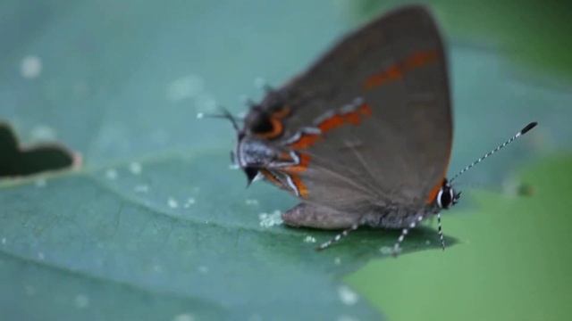 Lycaenidae butterfly macro video смотреть онлайн