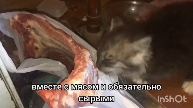 Натуралье питание для кошек смотреть онлайн