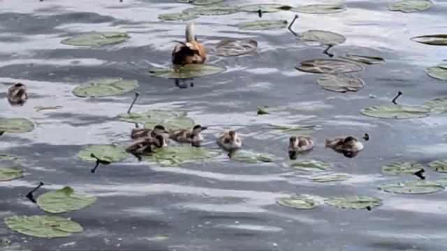 Огарь с детёнышами. смотреть онлайн