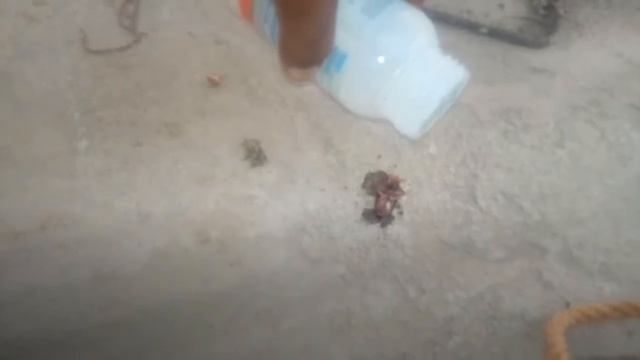 How to Get Rid of Lizard Pests (part 1) - Better Gardening смотреть онлайн