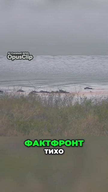 Факт фронт охоты на кабана смотреть онлайн