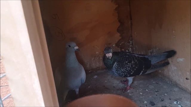 New Pigeon Breeding Setup смотреть онлайн
