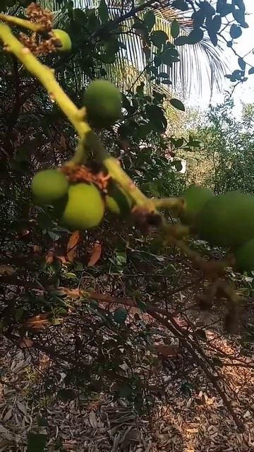 Kacha kacha #shorts смотреть онлайн