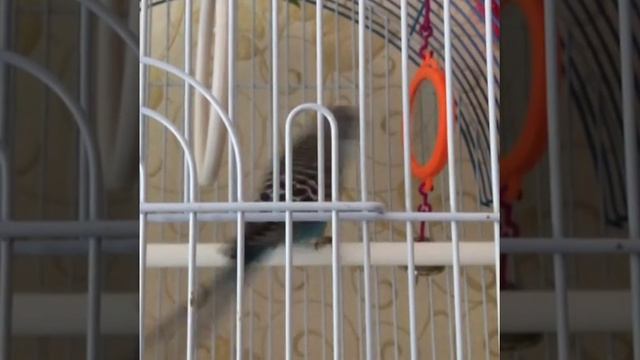 Кеша. Я здесь! смотреть онлайн