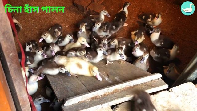 ১ মাস বয়সী চিনা হাঁসের বাচ্চার দাম, খাবার, ওজন, ভ্যাকসিন শিডিওল ও হাঁসের বাচ্চা পালন পদ্ধতি смотреть онлайн