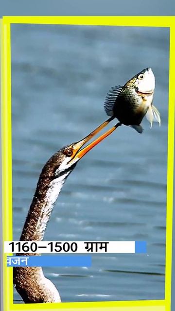 ओरिएंटल डार्टर смотреть онлайн