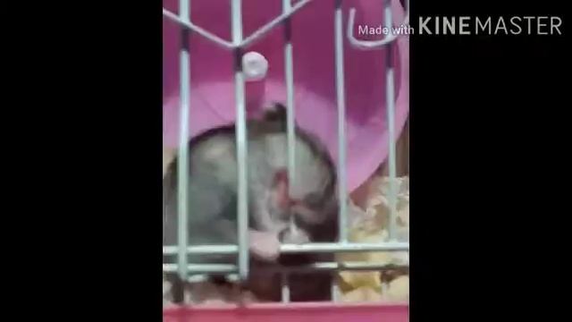 Смешные фотки моих хомяков смотреть онлайн