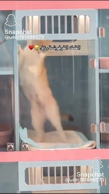 смотрите это просто няшный котик я увидела это видео Это не моё