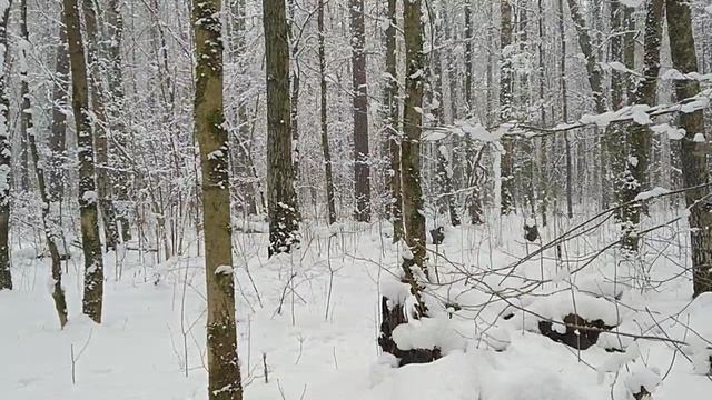 Прогулка в лесу 08.04.2025 смотреть онлайн