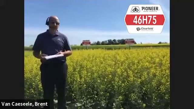 Pioneer Protector® Canola Hybrid 46H75 | Corteva Agriscience Canada смотреть онлайн