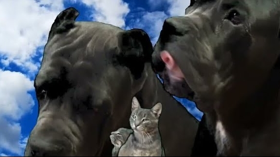 Учу плавать собаку смотреть онлайн