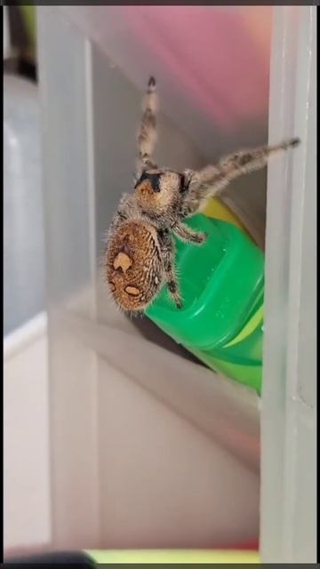 My New Pet Jumping Spider смотреть онлайн