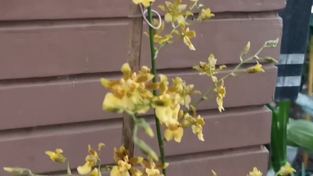 TERNYATA ONCIDIUM BANYAK RAGAMNYA смотреть онлайн