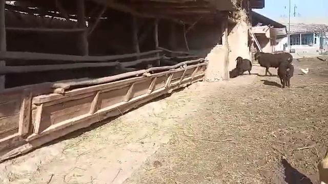 Сатылды - Таджикистанский гиссар кочкор сатылат смотреть онлайн