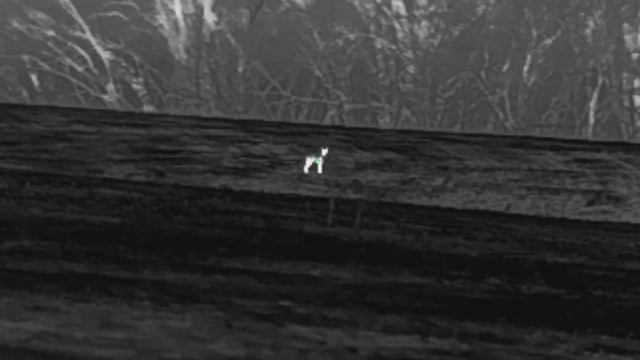 21 Coyote Down in 3 min | Thermal Predator Hunting смотреть онлайн