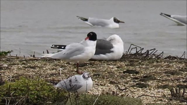 Mediterranean Gull (Larus melanocephalus) смотреть онлайн