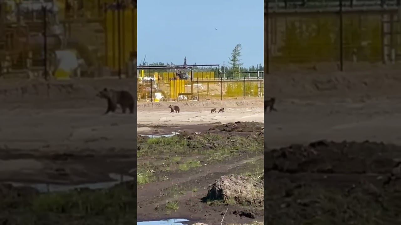 Медведица пришла в гости. Тундра вот так и работаем