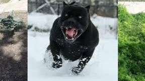 БАЙКИ О КАНЕ КОРСО смотреть онлайн