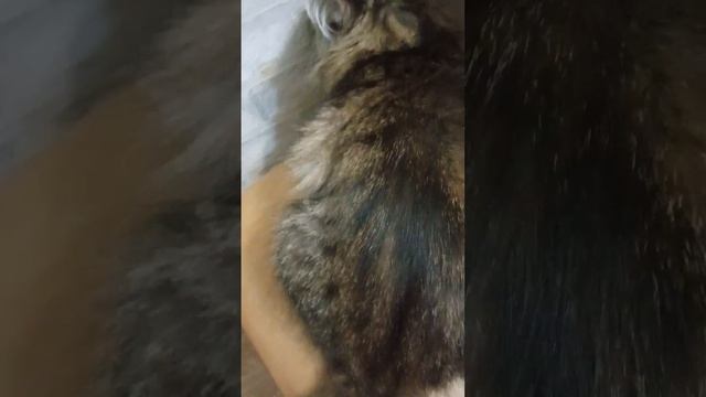 кошачья музыка смотреть онлайн