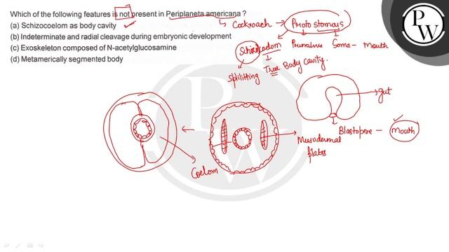 Which of the following features is not present in Periplaneta ameri... смотреть онлайн