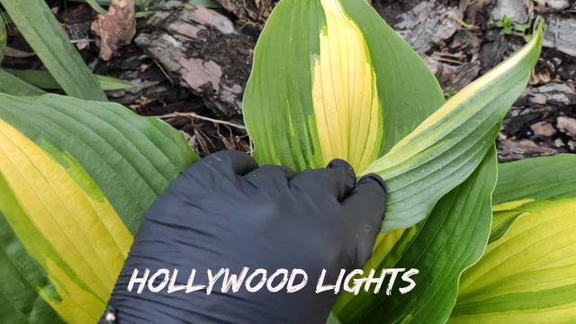 Сорт хосты Hollywood Lights#hosta #хоста #сорта #коллекция