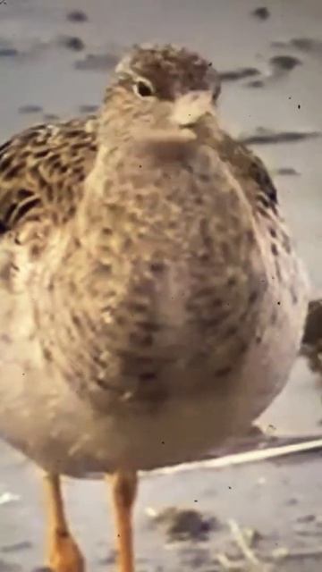 Ruff смотреть онлайн