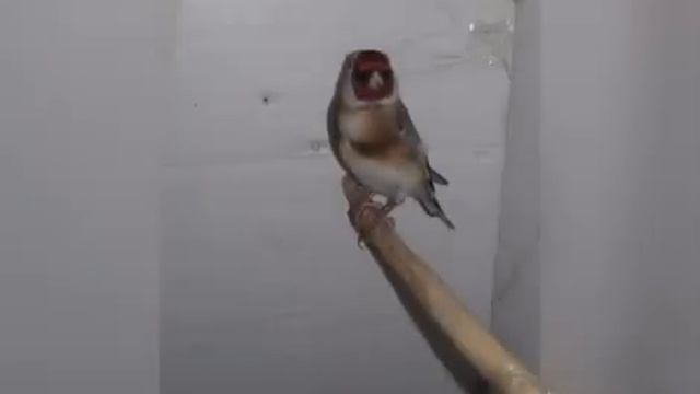 Bogmaklı saka nasıl olur смотреть онлайн