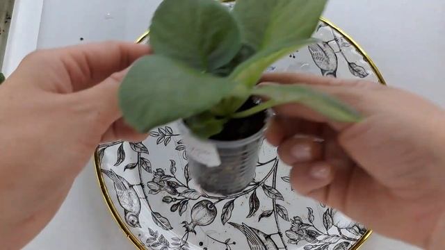 Онлайн продажа фиалок из Новокузнецка за 18.07. ватсапп +79089505440 смотреть онлайн