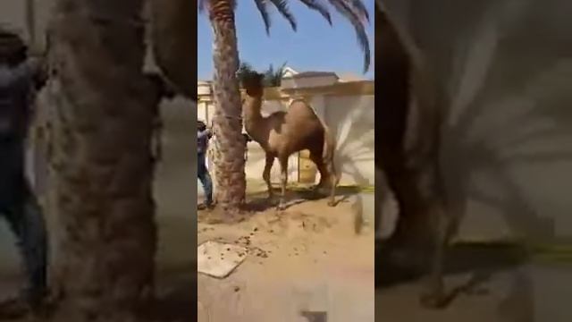 Верблюд дал сдачи смотреть онлайн