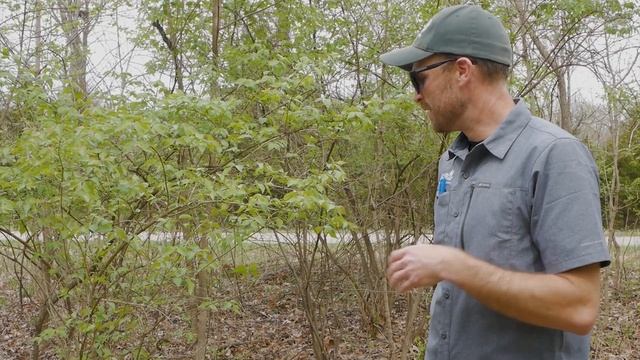 Invasive Plant Guide: Bush Honeysuckle смотреть онлайн
