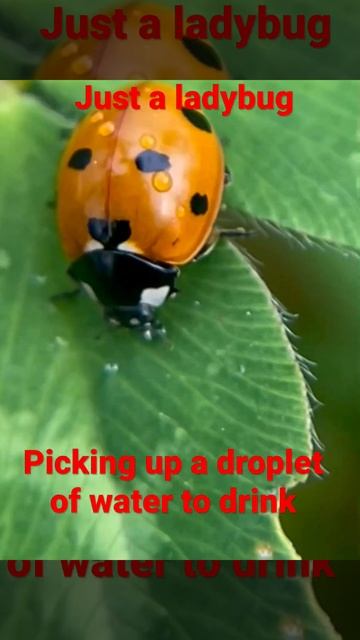 Cute ladybug getting a drink смотреть онлайн