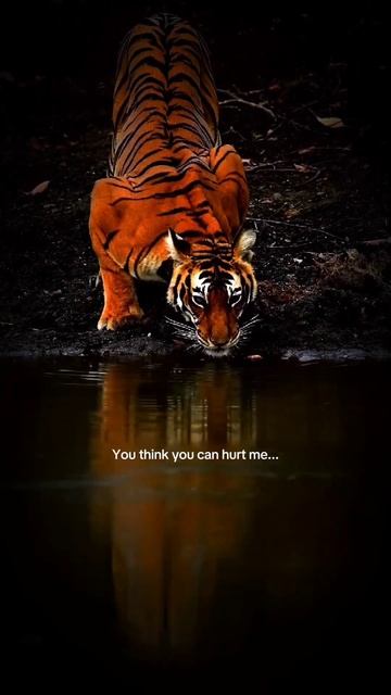 You think you can hurt me... #motivation #quotes #attitude смотреть онлайн