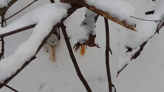 Ополовник смотреть онлайн